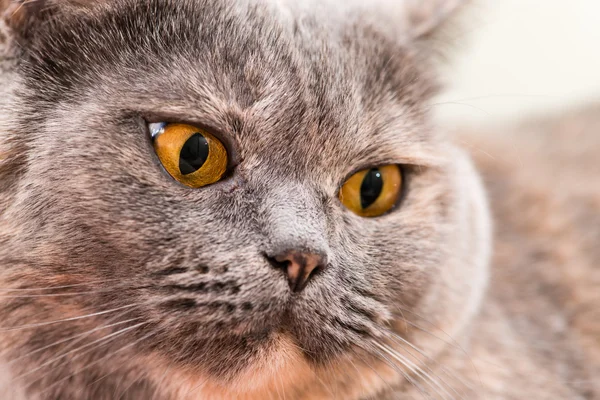 Close-up of British Shorthair cat, 5 years old — Stock Photo, Image