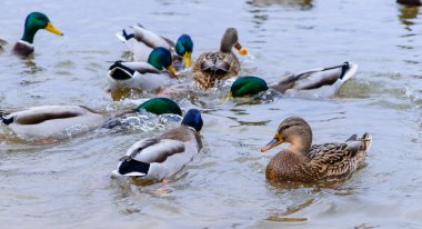 besleme ördekler, seçici odak suda yüzen ördekler
