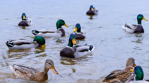 besleme ördekler, seçici odak suda yüzen ördekler 