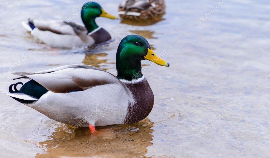 アヒル アヒルの餌やり 水に浮かんでくちばし胡のパンします ストック写真 C Smspsy アヒル アヒルの餌やり 水に浮かんでくちばし胡のパンします ストック写真 C Smspsy