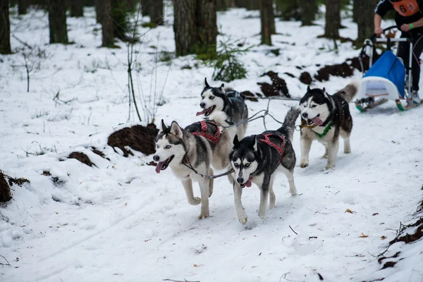 Equipe de cães está correndo na neve na corrida de trenó cão na neve em Wint — Fotografia de Stock