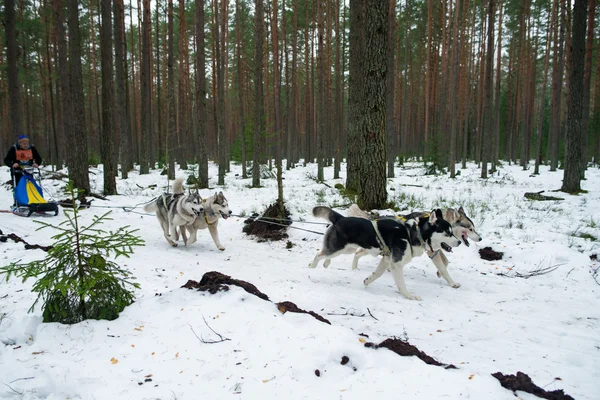 Musher escondendo-se atrás do trenó em trenó corrida de cães na neve no inverno — Fotografia de Stock