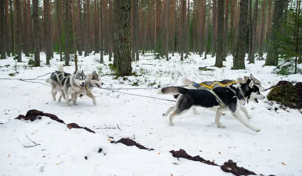 Vista frontal em quatro huskys siberianos na corrida no inverno (raso DO — Fotografia de Stock