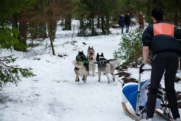 狗队在冬季雪上运行在雪狗拉雪橇比赛中 — 图库照片