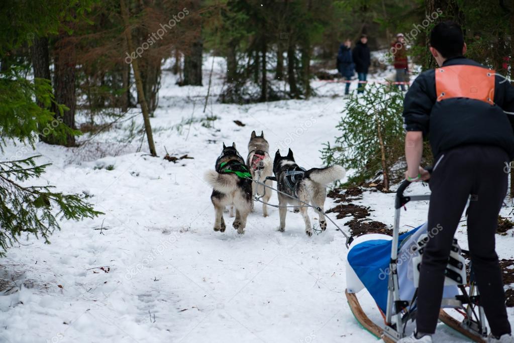 dog team is running in the snow at sled dog race on snow in wint