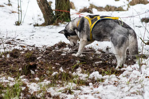 Husky pies wykopuje ziemię — Zdjęcie stockowe