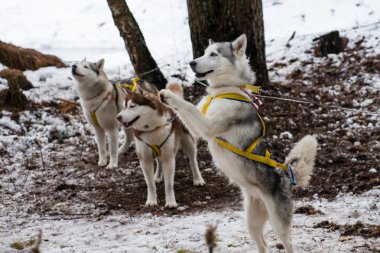 Genç Husky köpek arka ayakları (sığ Dof üzerinde duruyor)