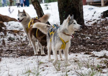 Genç mutlu Husky Eskimo Köpek kış, kar Backg açık
