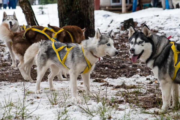Unga glada Husky valp eskimå hund utomhus på vintern, snö Backg — Stockfoto
