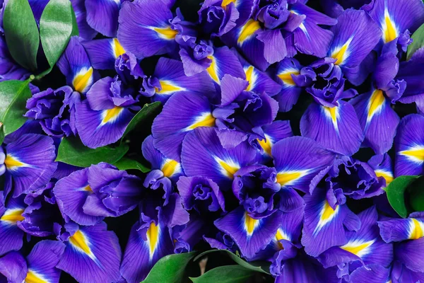 Tekstur close-up dari bunga iris — Stok Foto