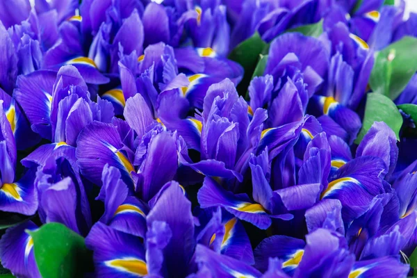 Tekstura zbliżenie kwiatów irys — Zdjęcie stockowe