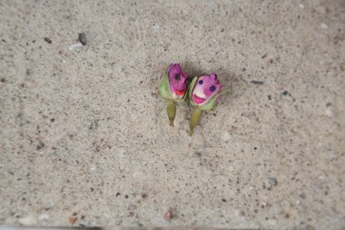 tatlı çift birlikte