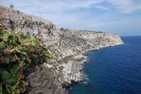 Колючая груша на острове Святого Николая — стоковое фото