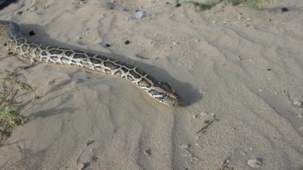 Serpente Muove Sul Deserto Yelloy — Video Stock