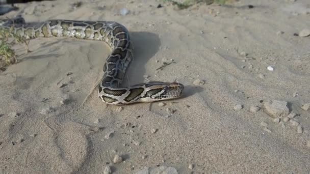 Serpent Déplace Sur Désert Jaune — Video