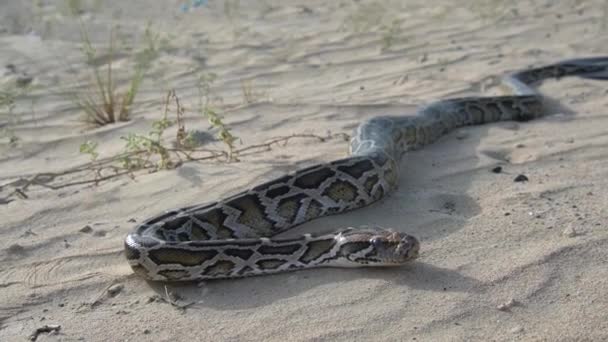 Serpiente Mueve Desierto Yelloy — Vídeos de Stock
