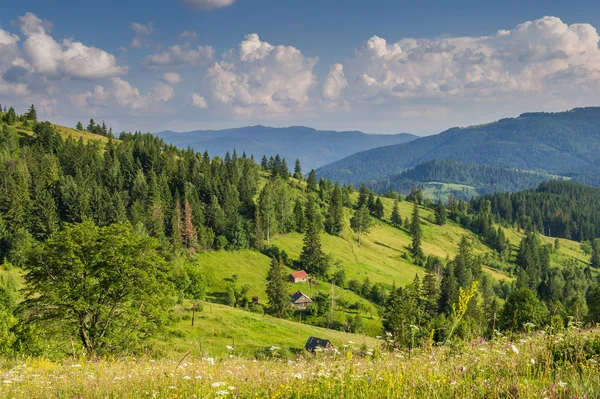 dağlarda yaz günü. Karpat, Ukrayna, Avrupa.