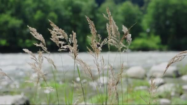 Reeds deriva no fundo do fluxo do rio de montanha . — Vídeo de Stock