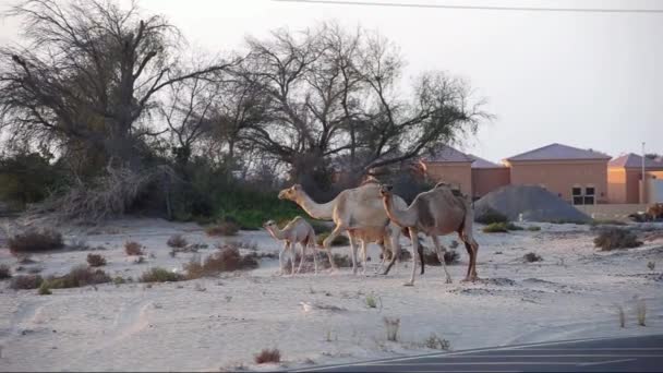 Famiglia di cammelli nella Dubai moderna . — Video Stock