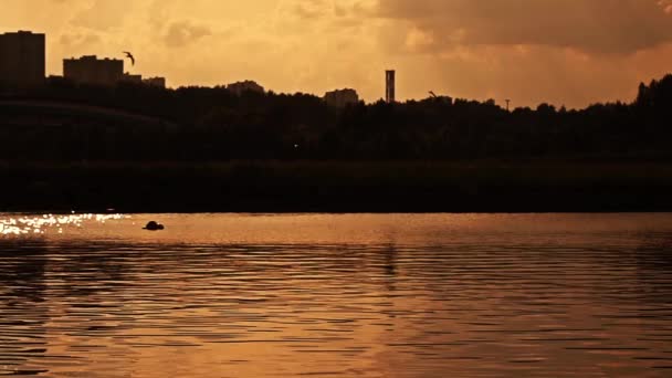 Силуети одинарного веслування повільний рух відео заходу сонця — стокове відео