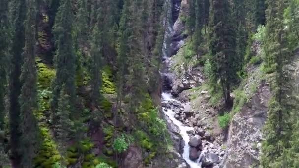 Vídeo aéreo de alta cascada en bosque de picea de montaña. Kirguistán — Vídeo de stock