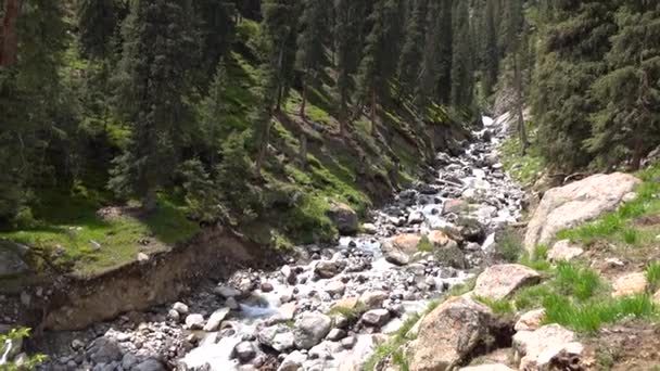 Vídeo 4K de fluxo rápido na floresta de abeto de montanha. Quirguizistão — Vídeo de Stock