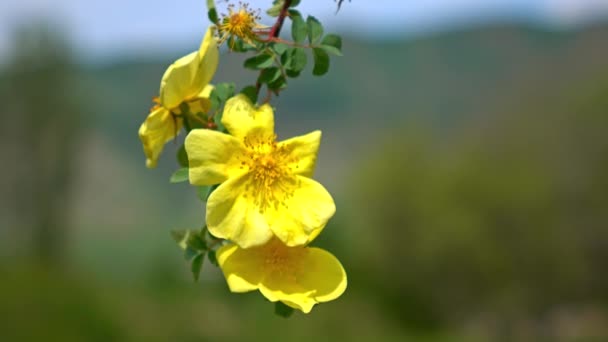 Yellow briar flowers and racking focus of valley 4K shot — Stock Video