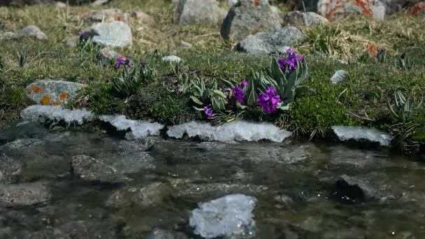 寒さで紫色の花春の山岳蒸気 4 k ビデオ、キルギスタン — ストック動画