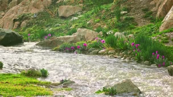 Fioletowe kwiaty przez zimnej wiosny górskich steam w deszczu 4k wideo, Kirgistan — Wideo stockowe