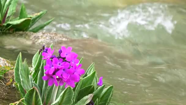 寒い春に山岳蒸気 4 k で紫色の花をクローズ アップ ビデオ、キルギスタン — ストック動画