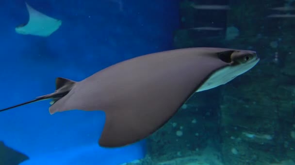 Stingray flotando bajo el agua sobre fondo azul. 4K tiro de cerca — Vídeos de Stock