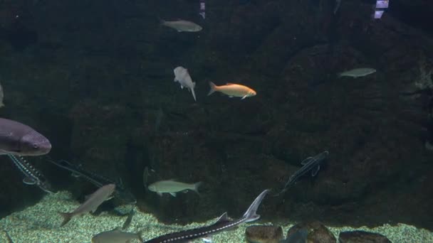 Διάφορα ψάρια επιπλέουν σε μια τεράστια δεξαμενή με μαύρο φόντο. 4k — Αρχείο Βίντεο