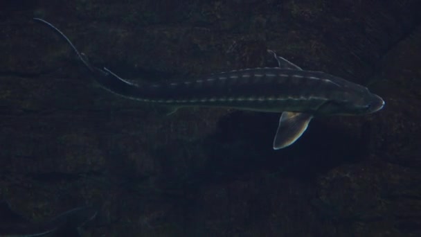 Sturgeon drijvende onder water 4k geschoten, weergave van bovenaf — Stockvideo