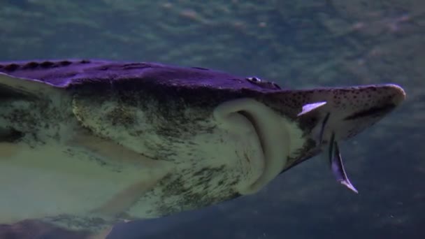 Sturgeon drijvende onder water 4k close-up shot. Van onderen bekijken — Stockvideo