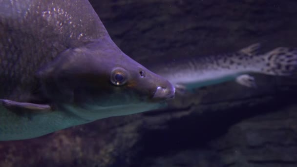 Закрыть 4K снимок большой рыбы, проходящей мимо — стоковое видео