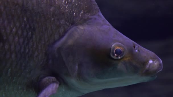 Close up shot of floating fish under water. 4K head shot — Stock Video