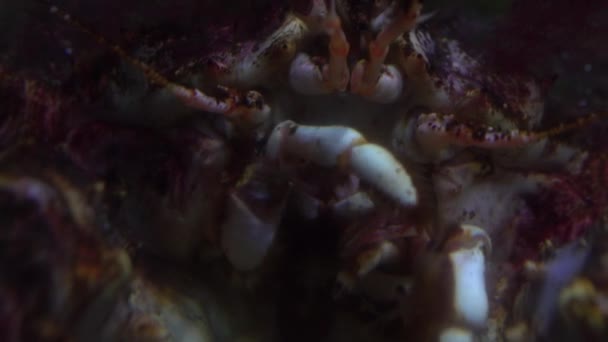 Crabe effrayant tête 4K gros plan vidéo — Video