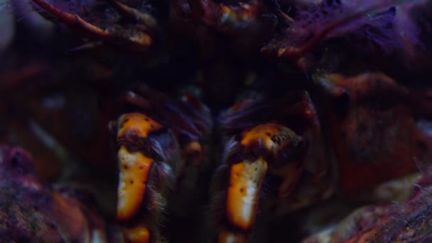 Beangstigend krab hoofd 4k macro schot — Stockvideo