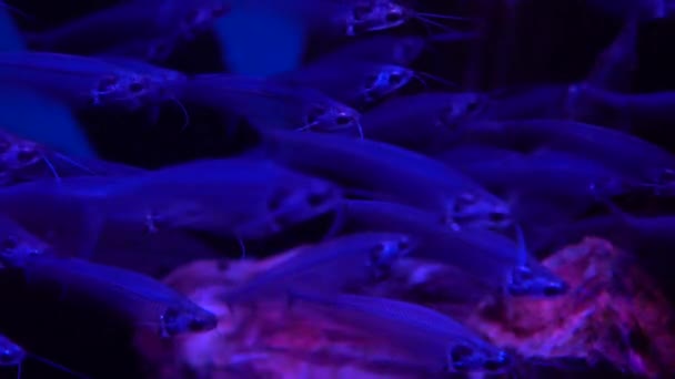 Vis school van transparant glas meervallen onder water 4k video — Stockvideo