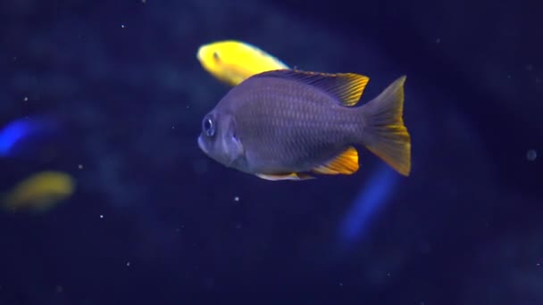 Poisson bleu avec des nageoires jaunes flottant sous l'eau 4k close up video — Video