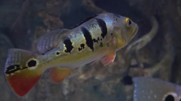 Striped fish hovers under water 4K close up video — Stock Video