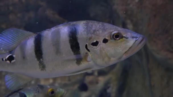 Gris rayas arquero peces flotar bajo el agua 4K primer plano disparo — Vídeo de stock