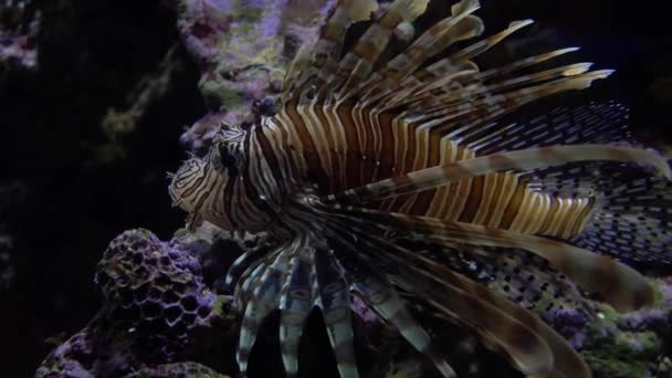 Exotic Caribbean lion fish floating under water. 4K video — Stock Video