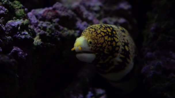 Желтая пятнистая мурена в скалах под водой 4K видео — стоковое видео
