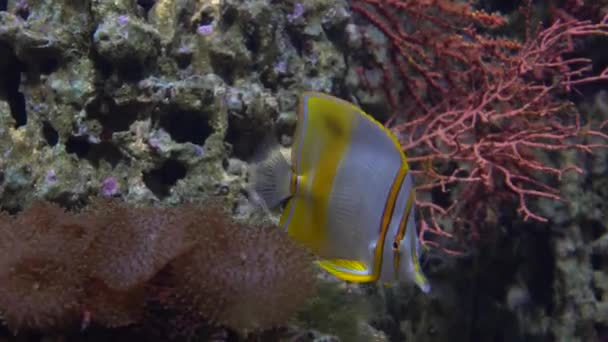 Fjärilsfiskar flytande under vatten mot coral 4k video — Stockvideo