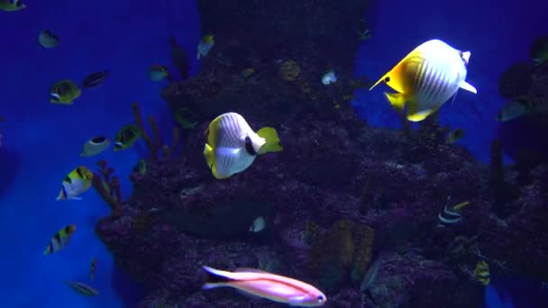 Beaucoup de poissons différents flottant dans un énorme réservoir d'eau sur fond bleu. 4K — Video