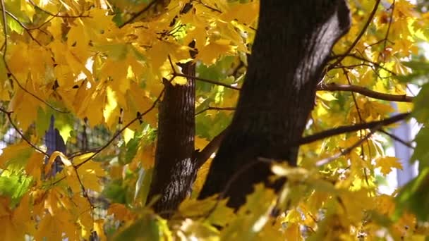 Slunečný podzim den pan video ze zelené a žluté javor listy — Stock video