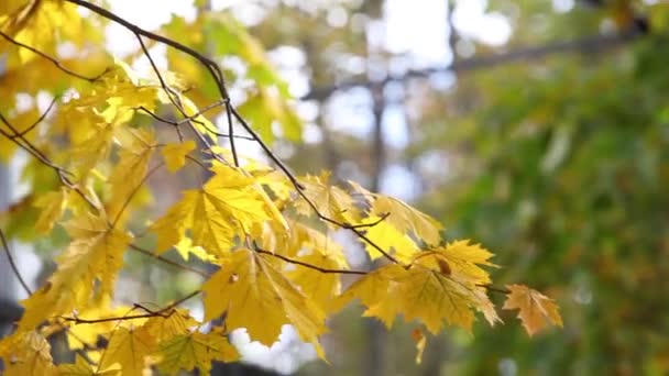 Hojas de arce verde y amarillo en el soleado video panorámico de otoño — Vídeo de stock