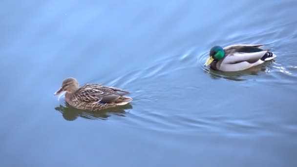 4K footage of floating drake and duck with blue sunny sky reflection on water — Stock Video