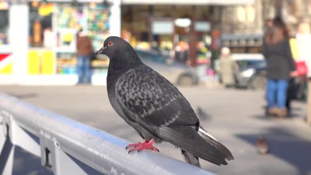 Pombo da cidade em dia ensolarado contra fundo turvo. 4K teleobjectiva vídeo — Vídeo de Stock